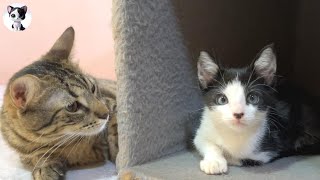 A rescued kitten who feels the dignity of a mother cat when he meets a big cat for the first time