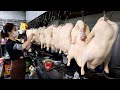 유명한 중국인 쉐프가 만든 화덕에 구운 북경오리구이, Traditional Chinese Roasted Duck, Peking Duck, Oven-baked duck, 北京烤鴨