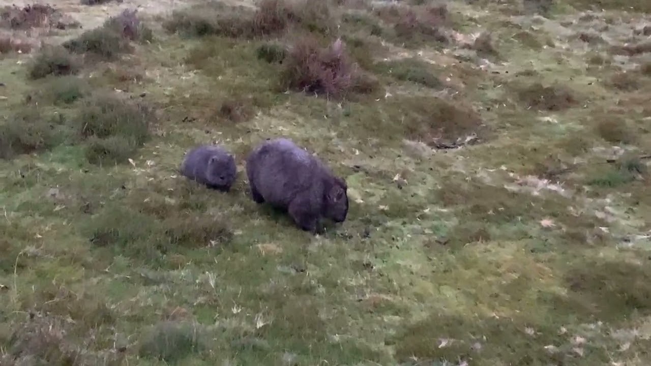Wombat and Joey | Cradle Mountain Wildlife Encounter – Ronny Creek, Tasmania 🇦🇺
