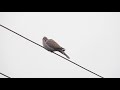 Горлиця садова / Collared Dove