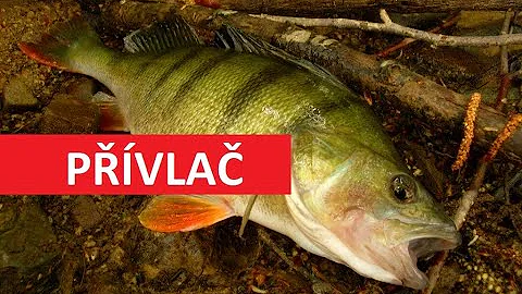 Jaké je složení nelegované oceli?