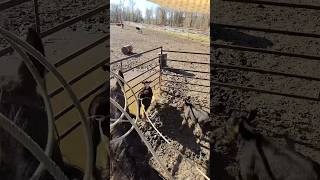 Calf tried to rearrange our pen 😂 #cow #calf #ranch #roping