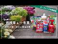 春の園芸作業動画・追肥と病害虫対策【うどん粉病に弱い花】