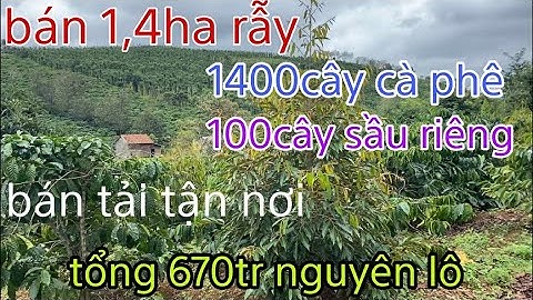 Nhà đất đăk nông cần bán 1,4ha rẫy cà phê xen sầu riêng. Bán tải vào tận nơi. Tổng 670tr nguyên lô.