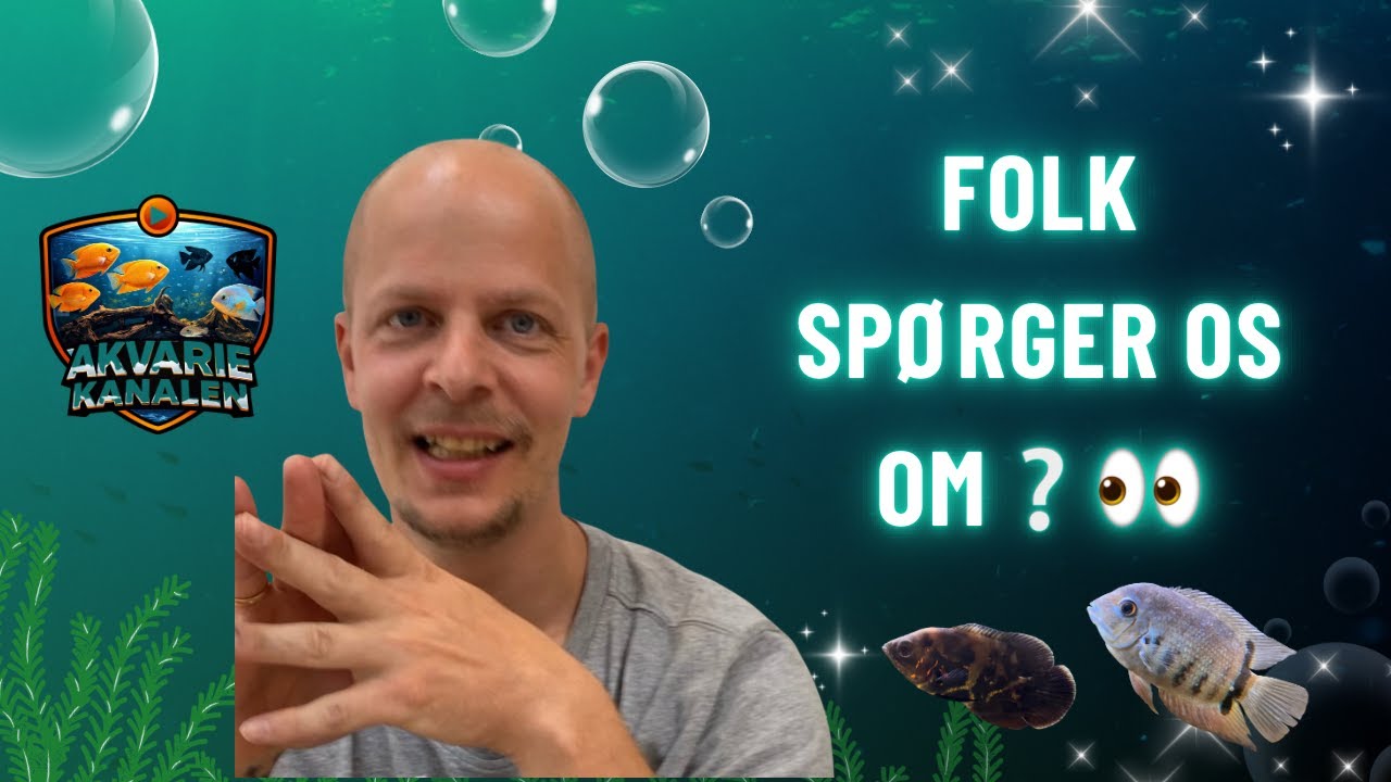 AKVARIE Q&A: CICHLIDER, SELSSKABSSFISK, FEJL & ERFARINGER