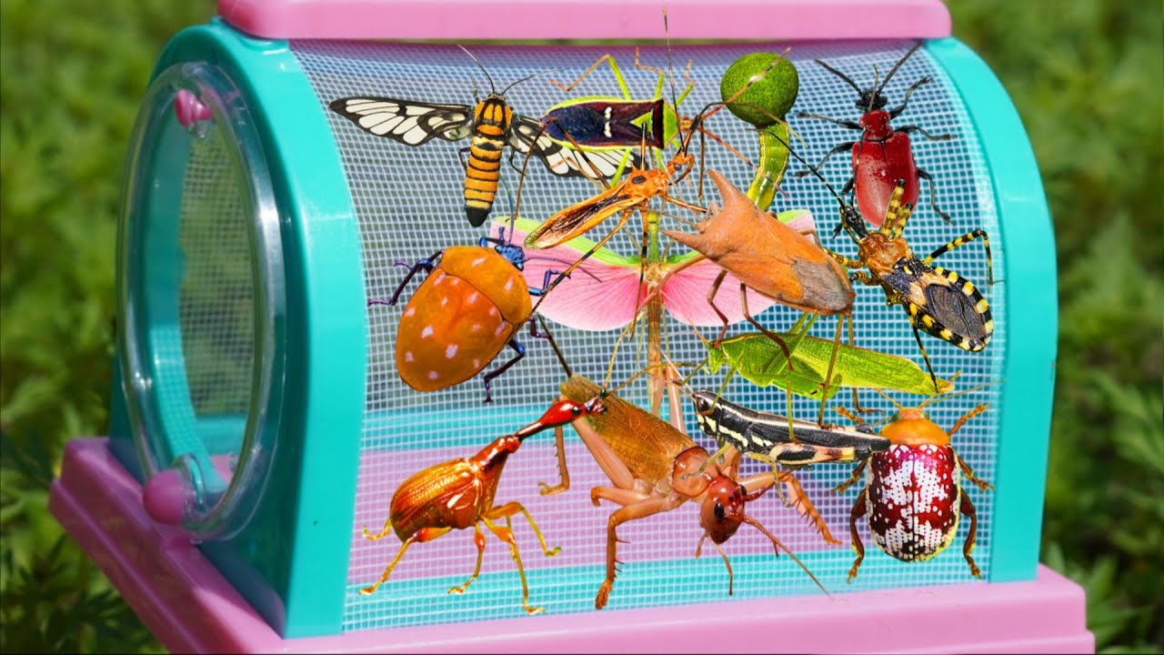 Catching Amazing Insects: Raspy Cricket, Long-Necked Beetles, Rare Stink Bugs, Killer Bugs & More