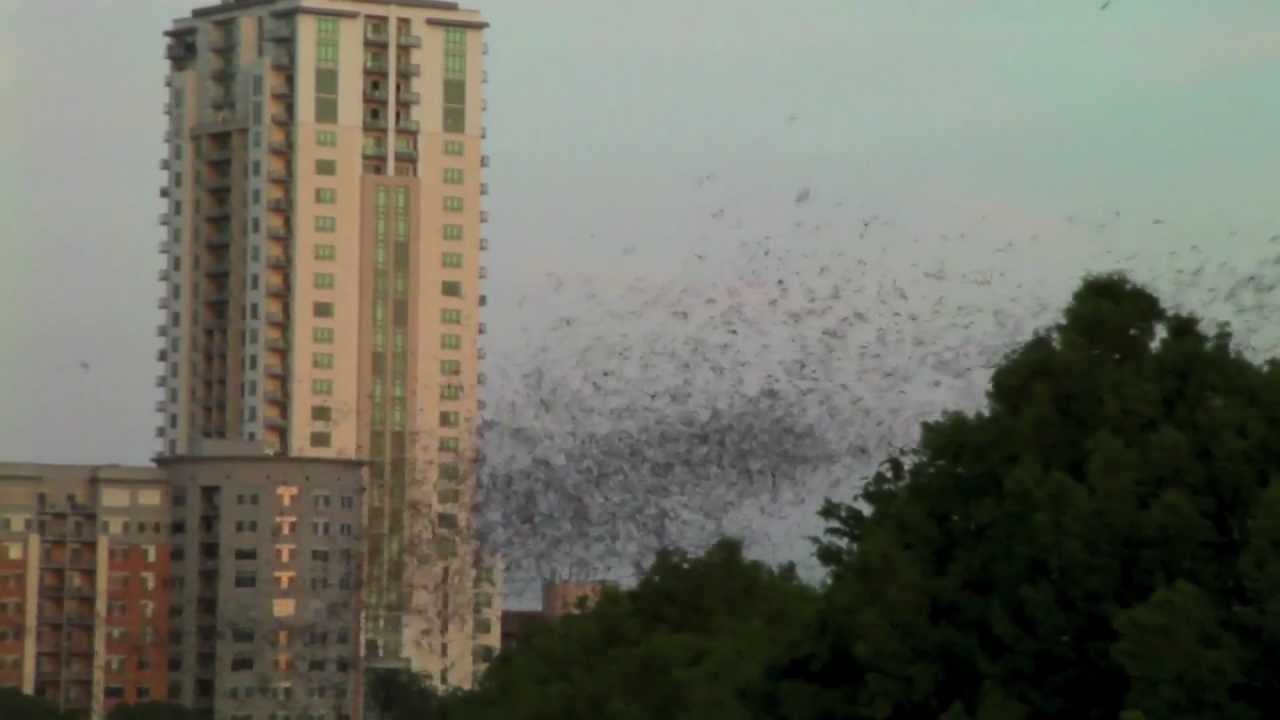 2 MILLION BATS Austin Texas YouTube