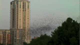 The nightly ritual of bats emerging from under congress avenue bridge.
this is largest urban bat colony in north america. these consume
over...