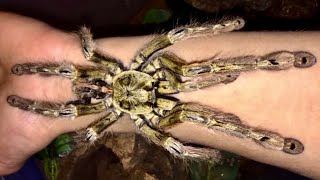 💢Top 10 - Most Aggressive Tarantulas