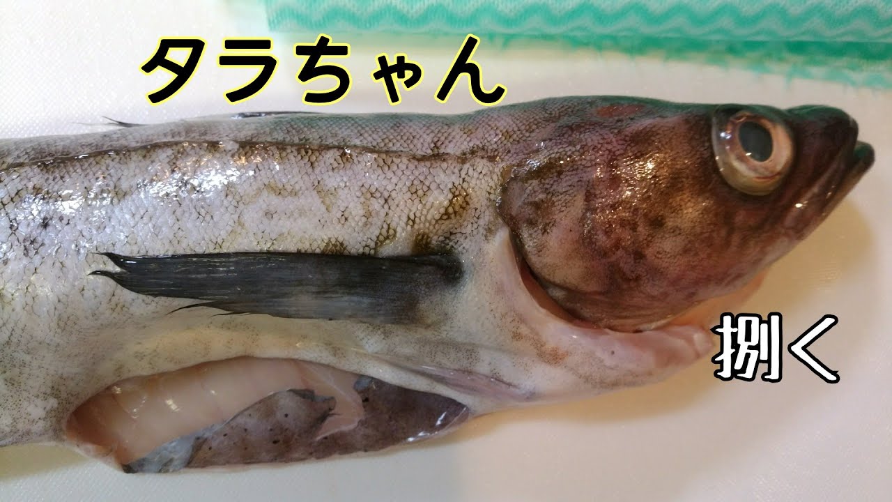 69 スケトウダラの捌き方練習 3枚卸し Youtube 69 スケトウダラの捌き方練習 3枚卸し Youtube