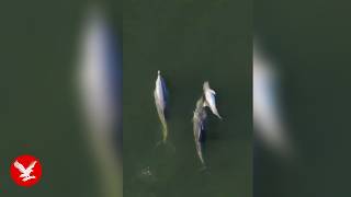 Mother dolphin filmed carrying dead calf through sea for six days in heartbreaking footage