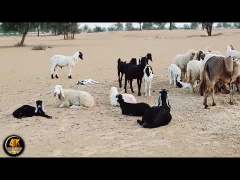 वीडियो: बकरी (भेड़) के वर्ष में हमारा क्या इंतजार है?
