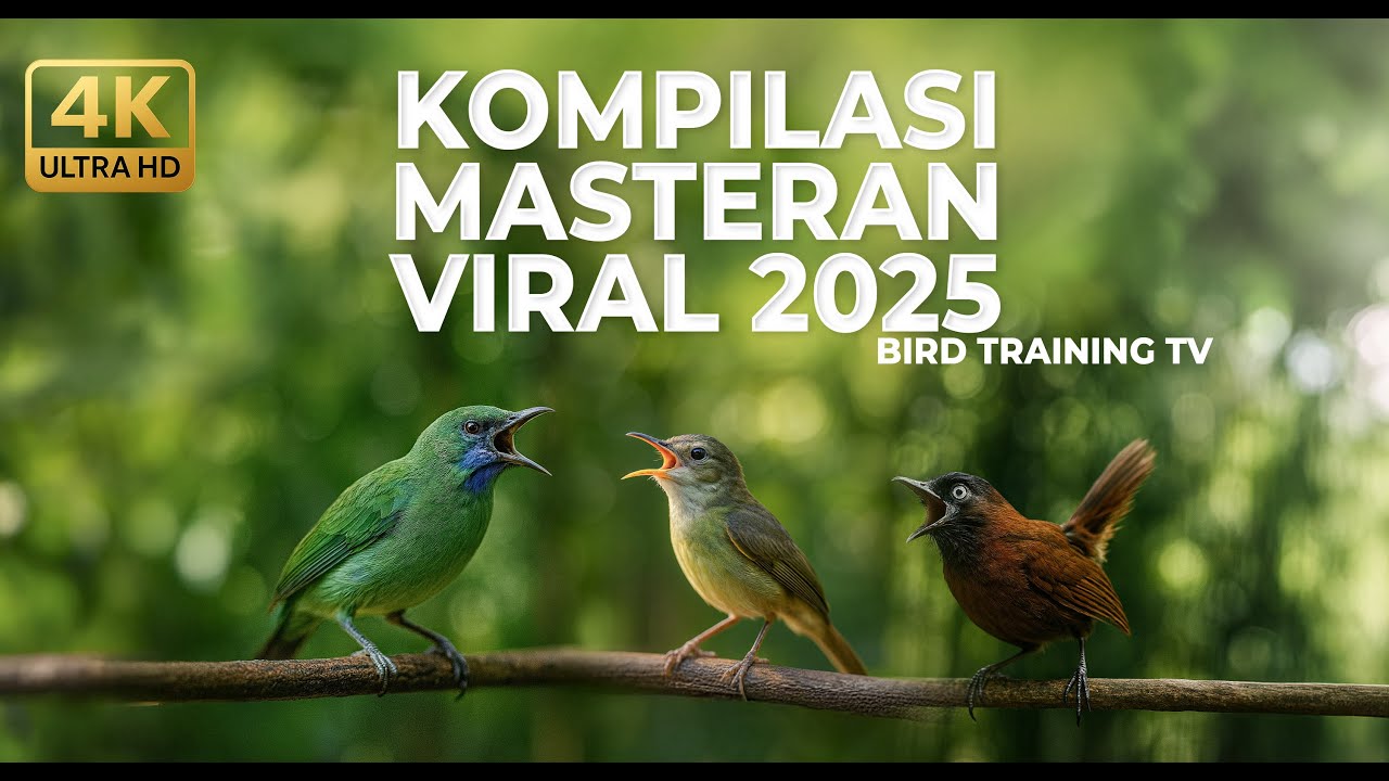 🔴 Masteran Kompilasi Cucak Cungkok Betina Gacor Kolibri Manggar Betina Gacor vs Tepus Kepala Abu