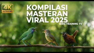 🔴 Masteran Kompilasi Cucak Cungkok Betina Gacor Kolibri Manggar Betina Gacor vs Tepus Kepala Abu