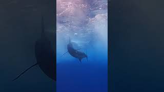Blue Marlin Coming in HOT on the teaser! - Kona, Hawaii #Pelagicgear