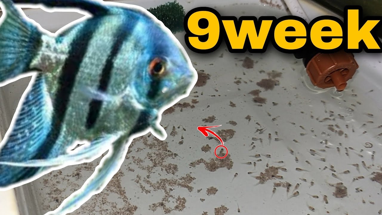 The Best DIY Baby Fish Raising System!  أفضل نظام لتربية الأسماك للأطفال تسمين الزريعة