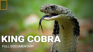 King cobras full documentary in urdu hindi/ wildlife full documentary in hindi