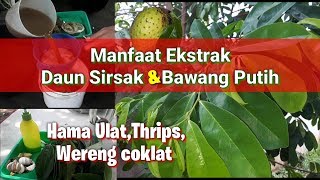 [RANDOMTALK] CARA AKU MENGHILANGKAN KISTA 12CM BONUS HAMIL