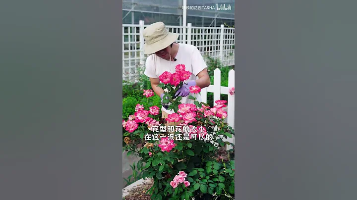 紅雙喜——一個殿堂級的月季品種 - 天天要聞