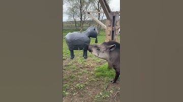 Piñata for the tapir