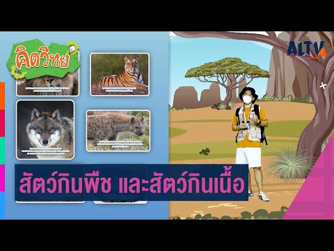 วีดีโอ: คนเป็นสัตว์กินเนื้อหรือสัตว์กินพืช? การเปรียบเทียบ คุณสมบัติ และข้อกำหนด