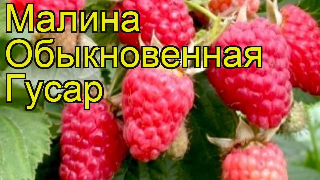 Малина Гусар Описание Сорта Фото Отзывы Особенности