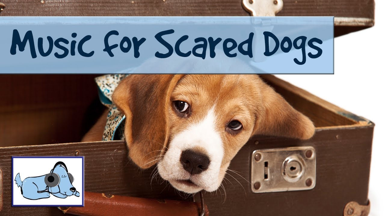 music for scared dogs