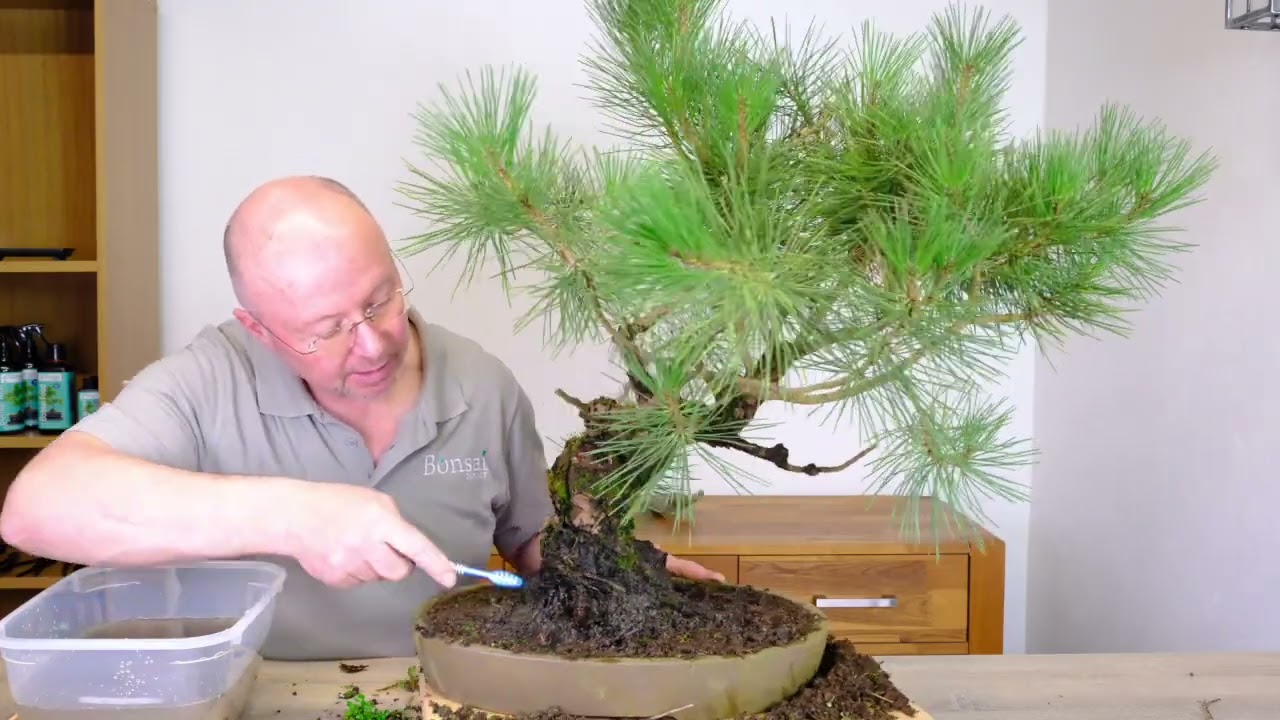 Japanese Black Pine Bonsai Tree | 60 years old - Part 1️⃣ The Nebari