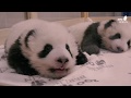 12. Woche: Panda Babys im Zoo Berlin - Week 12: Panda Babys at Zoo Berlin