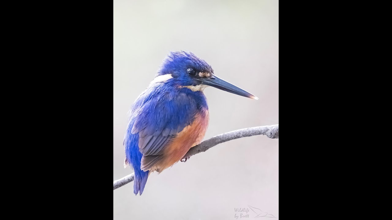 Camden Azure Kingfishers YouTube camden-azure-kingfishers-youtube