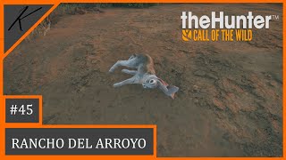 Jen počkej zajíci | The Hunter: Call of the wild | #45 | Rancho Del Arroyo | cz