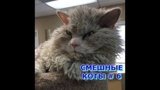 Приколы с кошками и котами #6. Подборка смешных и интересных видео с котиками и кошечками 2017 Приколы с кошками и котами #6. Подборка смешных и интересных видео с котиками и кошечками 2017