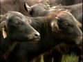 Criação de búfalos desperta curiosos