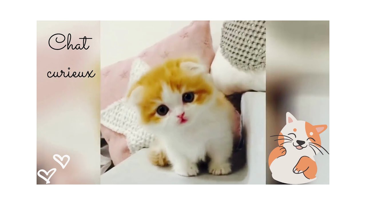 Chat curieux, chat malin, bêtisier chat. Vidéo drôle à mourir de rire ! *2*