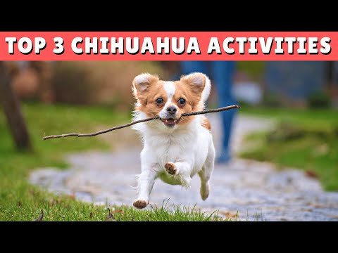 Video: Trendy jaunā veida suņu ārstēšana Chihuahuas Go Nuts For