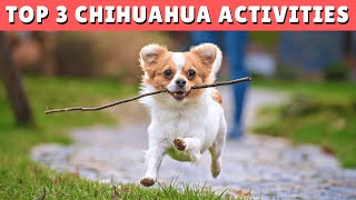 TOP 3 Activities for Chihuahua Dogs