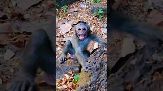 Jagger running to mommy jinx so fast incredible action #shorts #shortvideo #shortsfeed #monkey