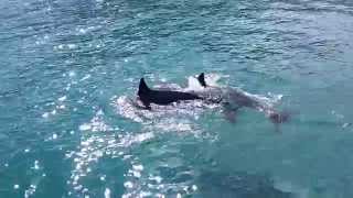 Delfines frente a la Isla del Muerto (Puertecitos)