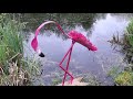 How to make a Beautiful Flamingo out of pvc and soda bottle.