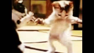 Kedi Deyip Geçmeyin