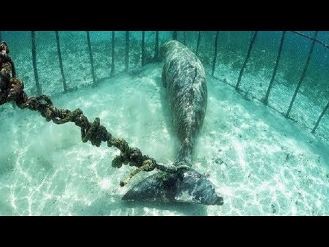 Video: Florida Keys'te Mahsur Kalan Pilot Balinalar, Gönüllülere Ihtiyaç Var