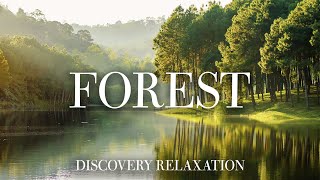 Forest 4K  Wonderful relaxing movie with soothing music