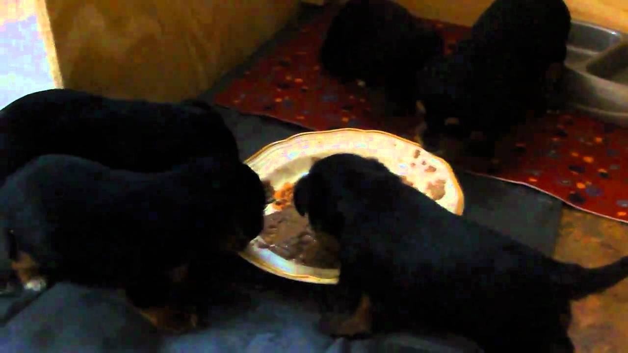Yorkie Puppies First Puppy Food - YouTube