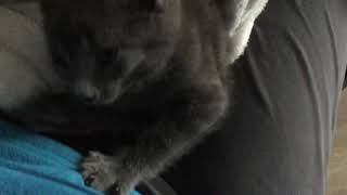 Little Leo resting on me by Leo the Cat 3,140 views 4 years ago 19 seconds