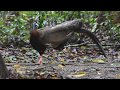 Great Argus Pheasant