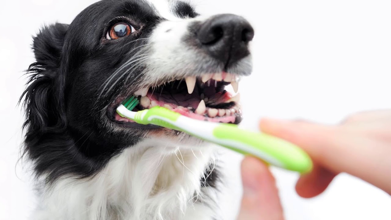 Best aliexpress toothbrush for cats, toothbrush for dogs, toothbrush