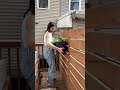 Working on my little Philly backyard day by day it s amazing... #Shorts #katerinaseigel