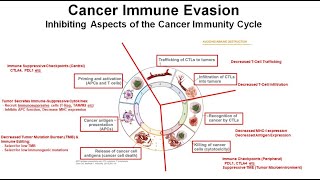 19 Principles of Immunotherapy: Part 2 Cancer Immune Evasion