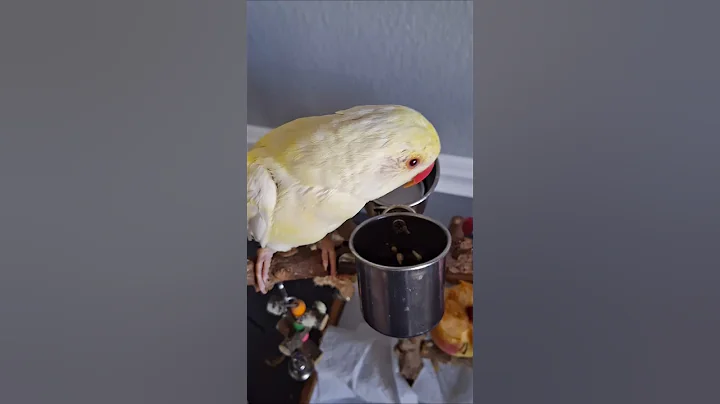 @white_and_fun  12/02/2025 #parrot  #indianringneck #talkingparrot #shorts #Tofuindianringneck