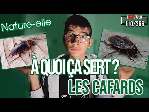 Vidéo: Est-ce que tous les cafards volent ?